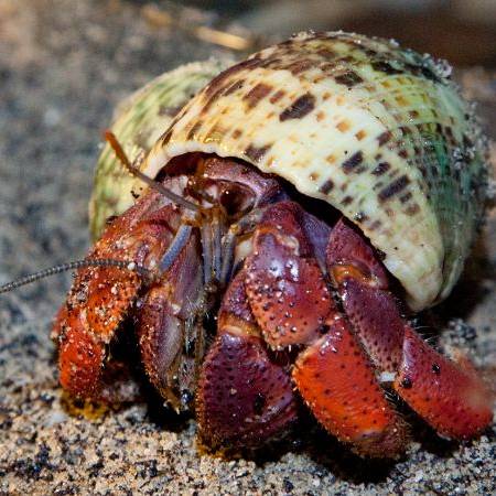 Hermit Crab