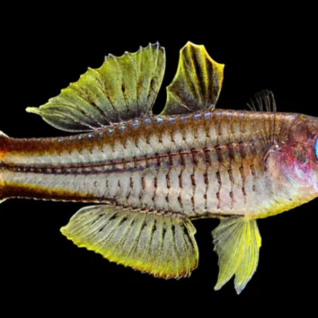 Ivansoff Rainbow