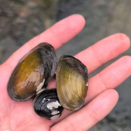 Kijing Clam