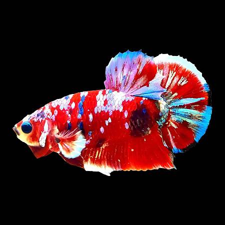 Koi Betta