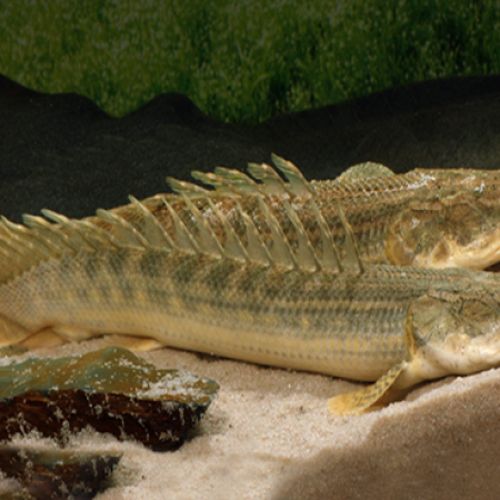 Lapraditi Bichir