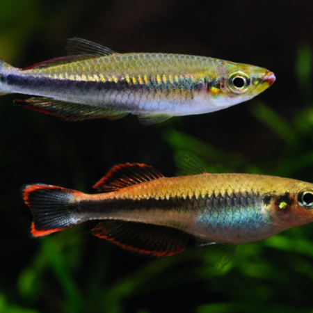 Madagascar Rainbow