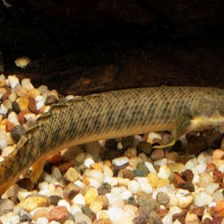 Marble Bichir
