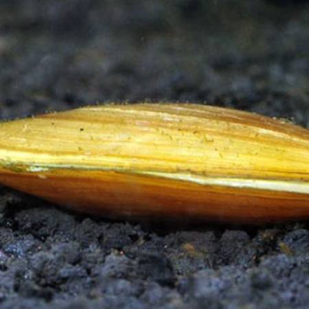 Mussel Yellow  Clam