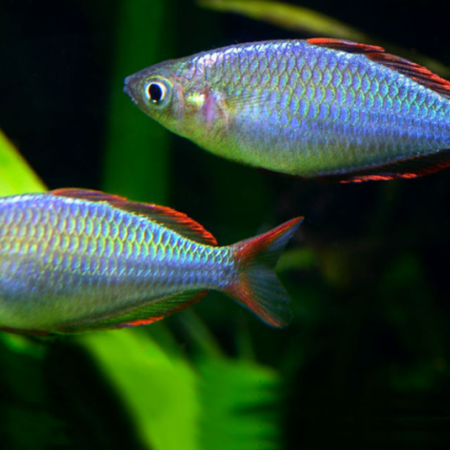 Neon Dwarf Rainbow