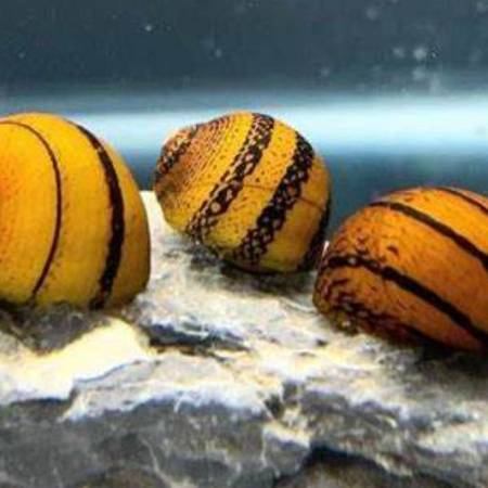 O-ring Snail