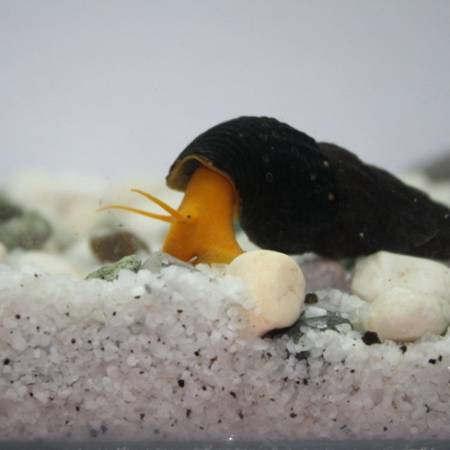 Orange Poso Rabbit Snail