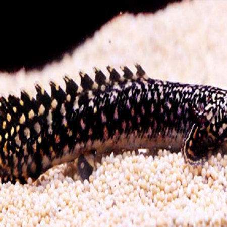 Ornate Bichir