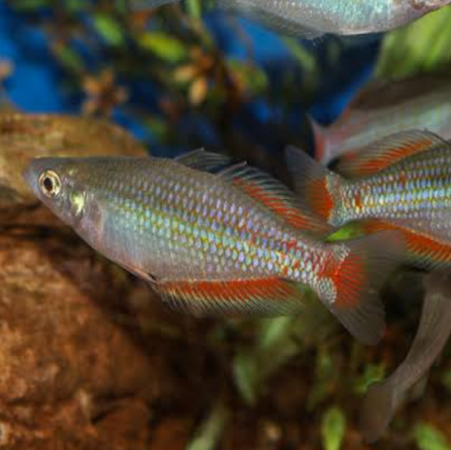 Parkinsoni Rainbow