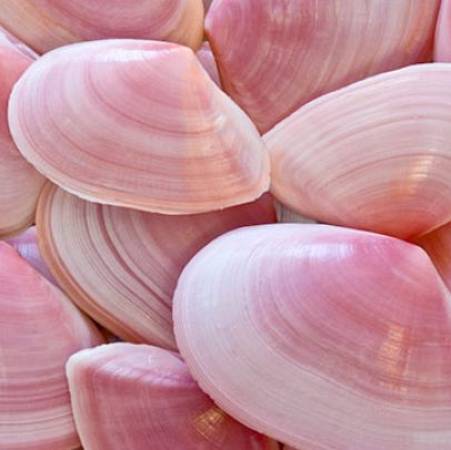 Pink Clam