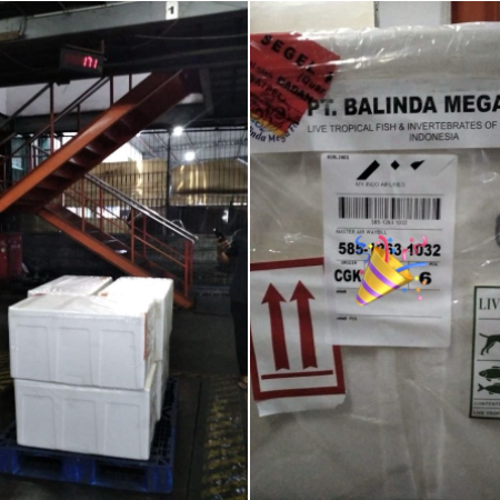 shipment 1