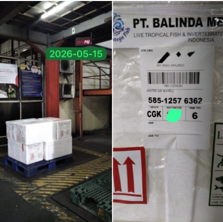 shipment4