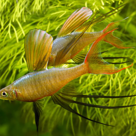 Threadfin Rainbow