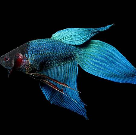 Veil Tail Betta