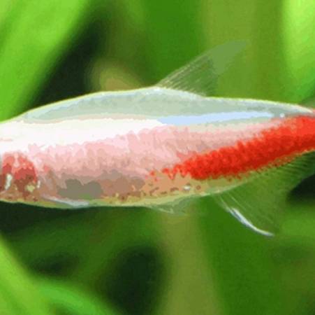 Albino Neon Tetra