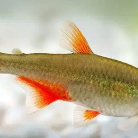 Argentine Bloodfin Tetra