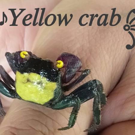 Yellow Crab
