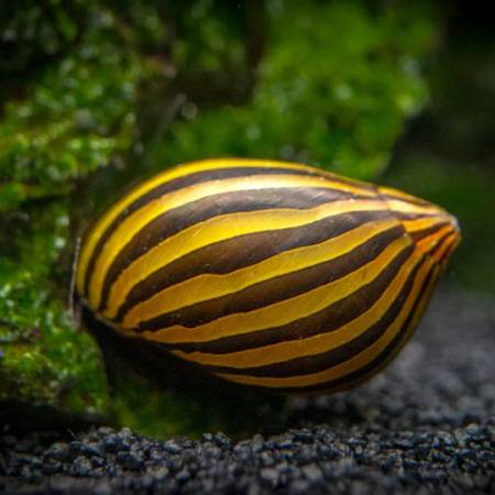 Zebra Snail